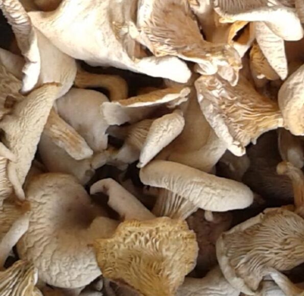 oyster-mushroom-dry-6×6