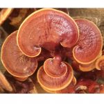 reishi-mushroom-dry-6×6